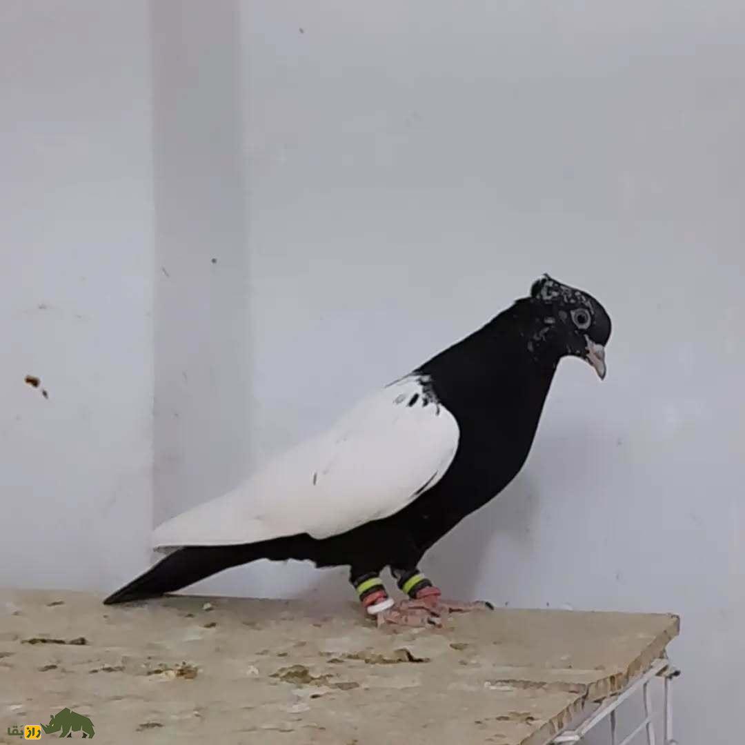 کبوتر سینه دم سیاه؛ کبوتر بلندپرواز ایرانی که شبیه کشیشهاست و کت و شنل مشکی میپوشد کبوتر سینه دم سیاه