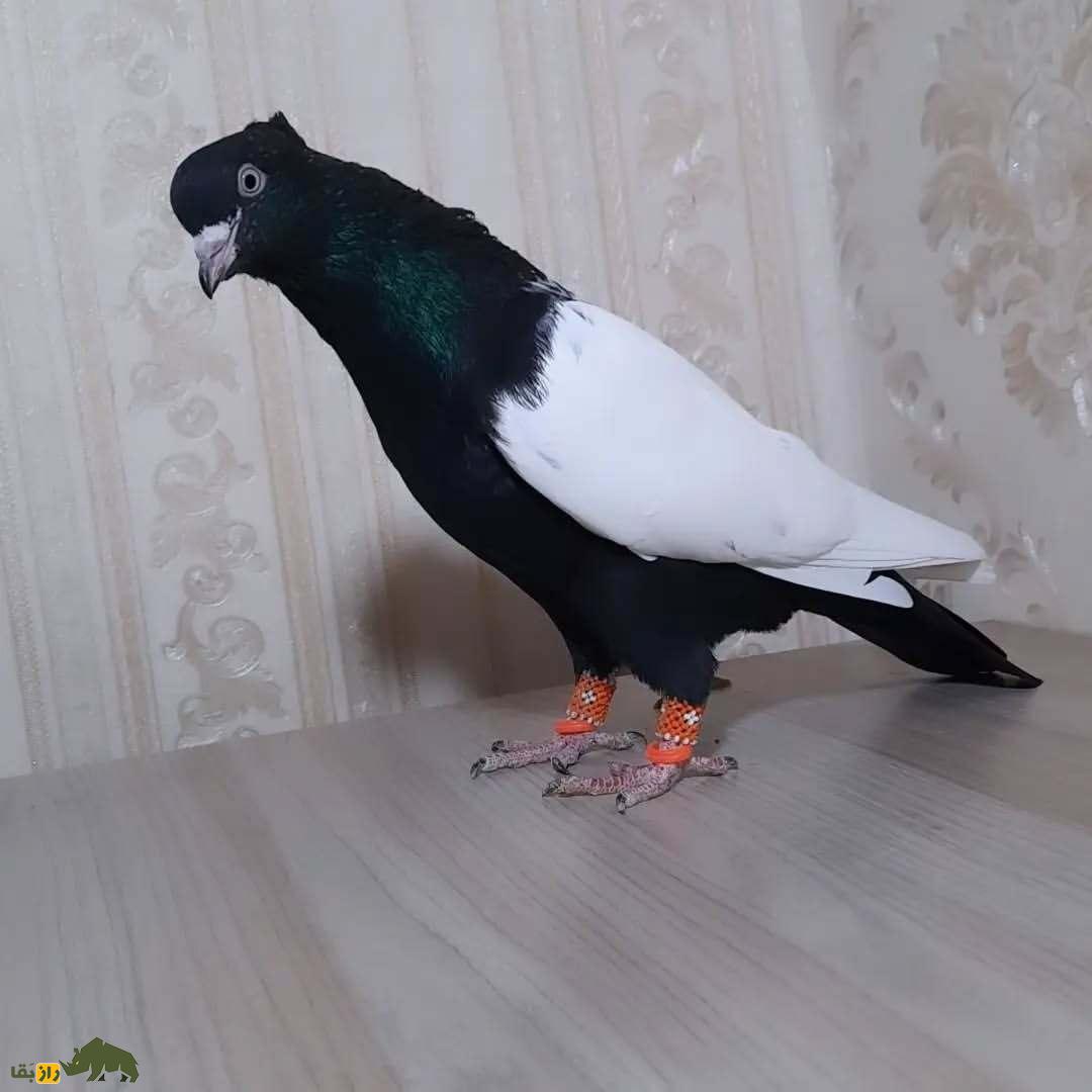 کبوتر سینه دم سیاه؛ کبوتر بلندپرواز ایرانی که شبیه کشیشهاست و کت و شنل مشکی میپوشد کبوتر سینه دم سیاه