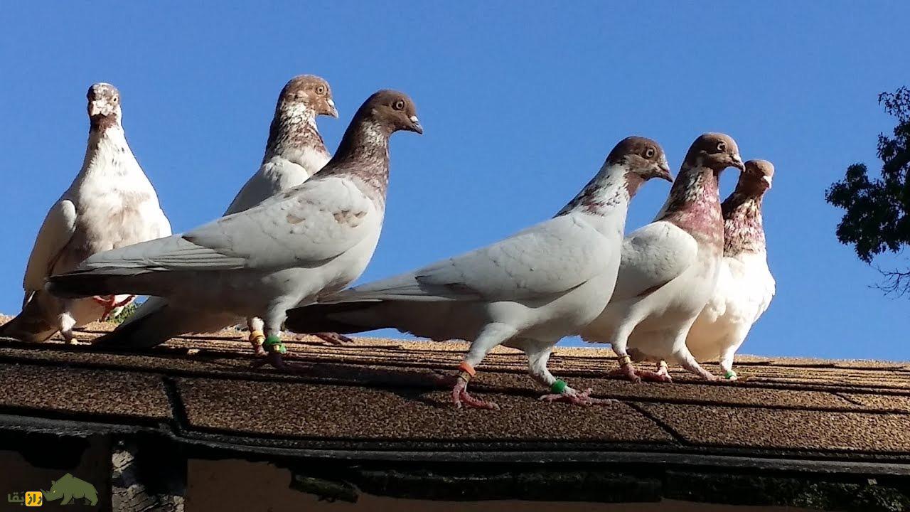 کبوتر پولتلی