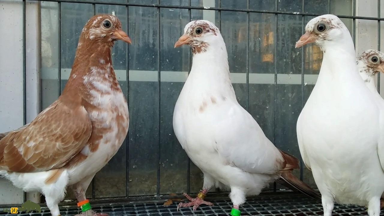 کبوتر پولتلی