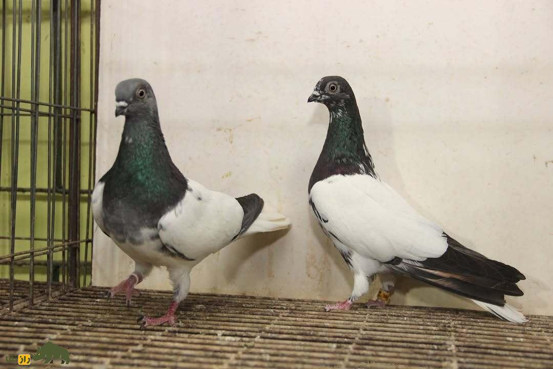 کبوتر پولتلی