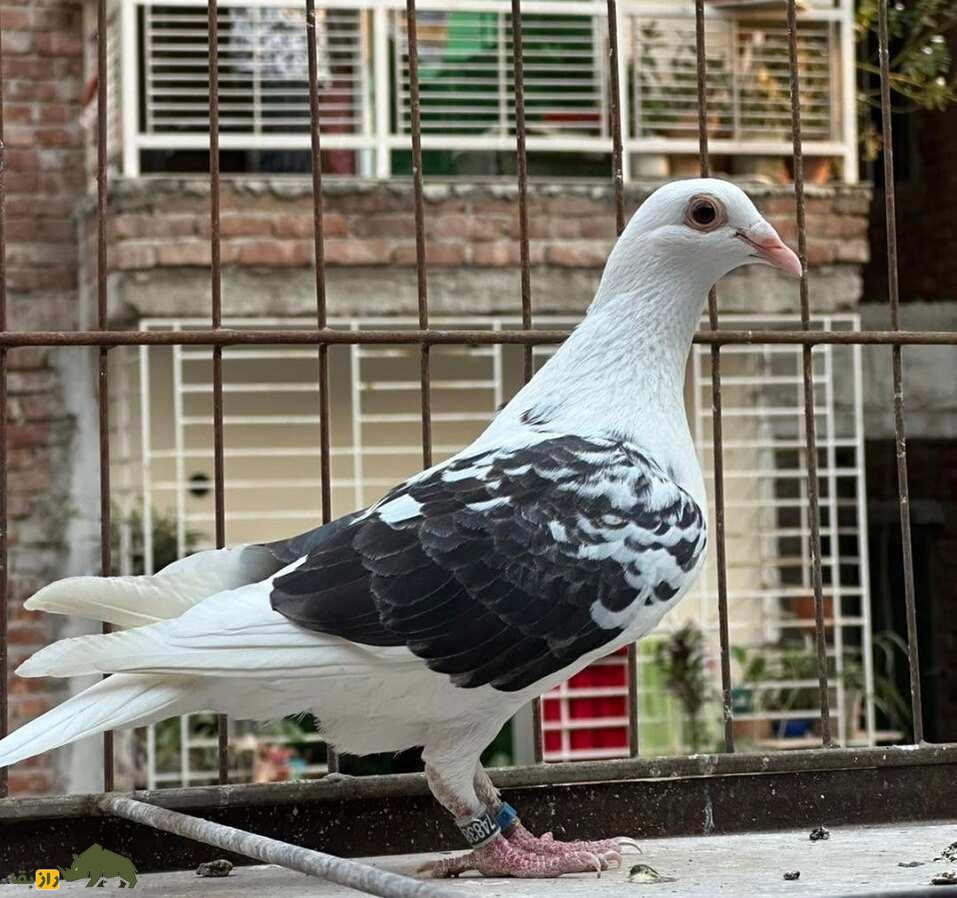 کبوتر پولتلی