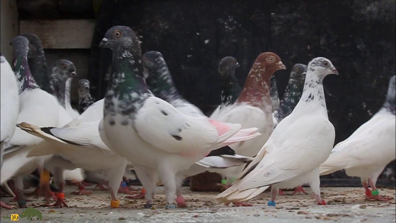 کبوتر پولتلی