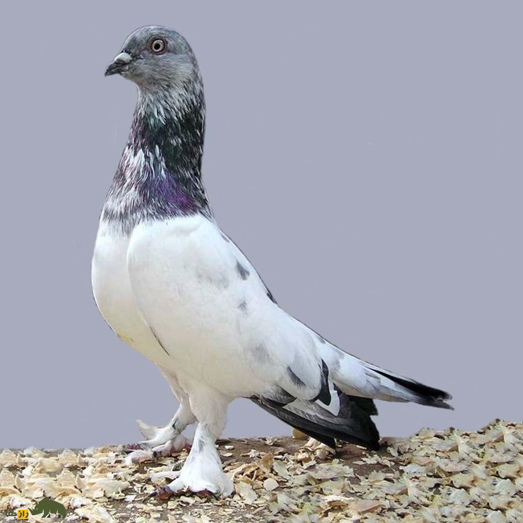 کبوتر پولتلی