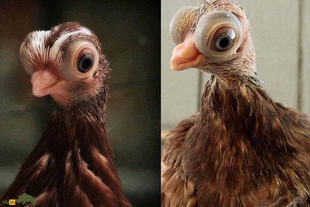 کبوتر پولتلی