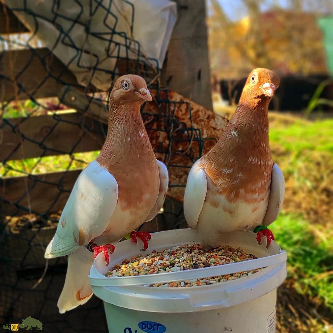 کبوتر پولتلی