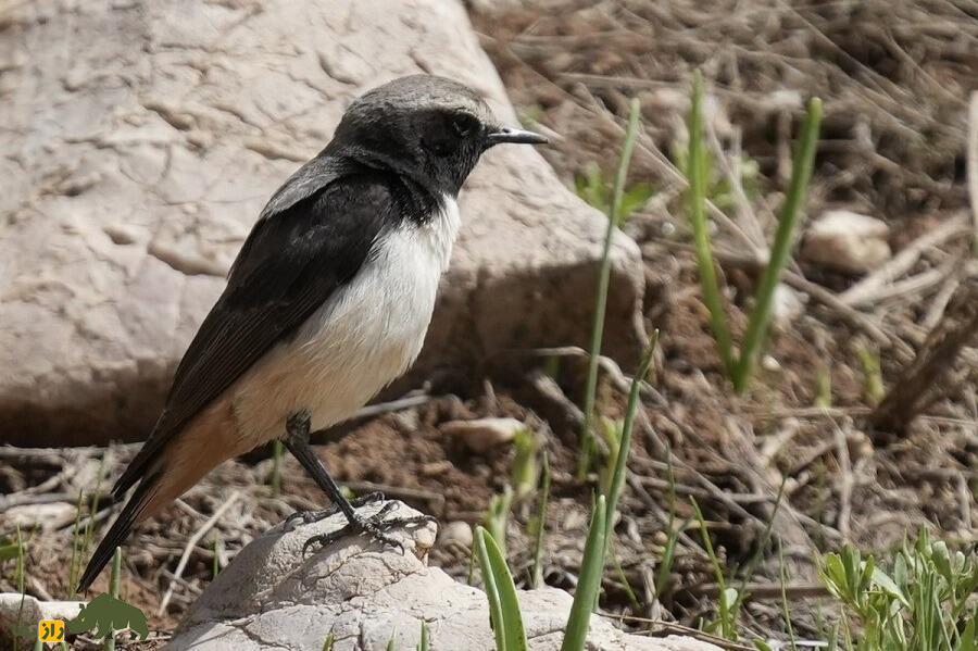 چک‌چک کردی