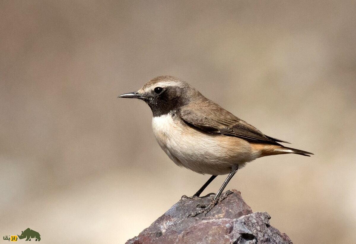 چک‌چک کردی