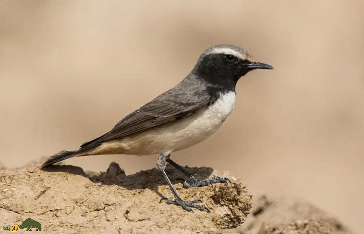 چک‌چک کردی