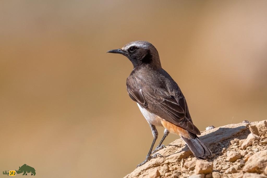 چک‌چک کردی