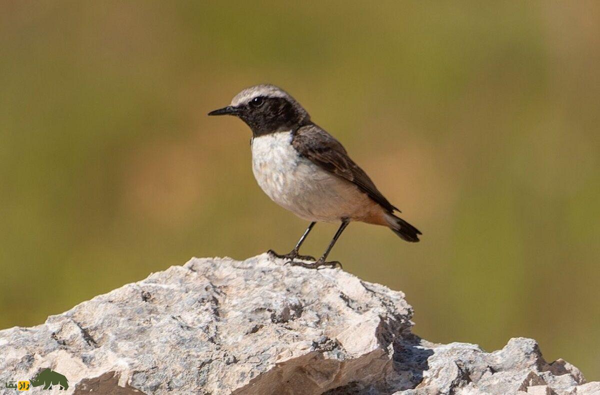 چک‌چک کردی