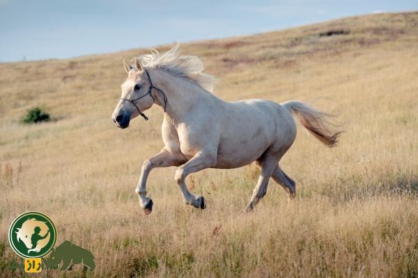 اسب تاولید؛ اسب معروف سودانی که سوارکاران سودانی عاشق آن هستند اسب تاولید؛ اسب معروف سودانی که سوارکاران سودانی عاشق آن هستند