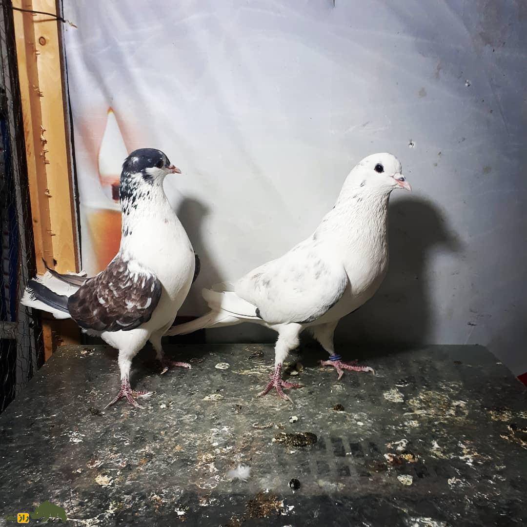 کبوتر بدرنگ اصفهان