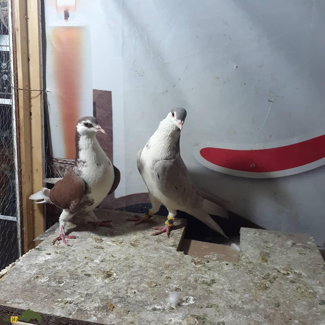 کبوتر بدرنگ