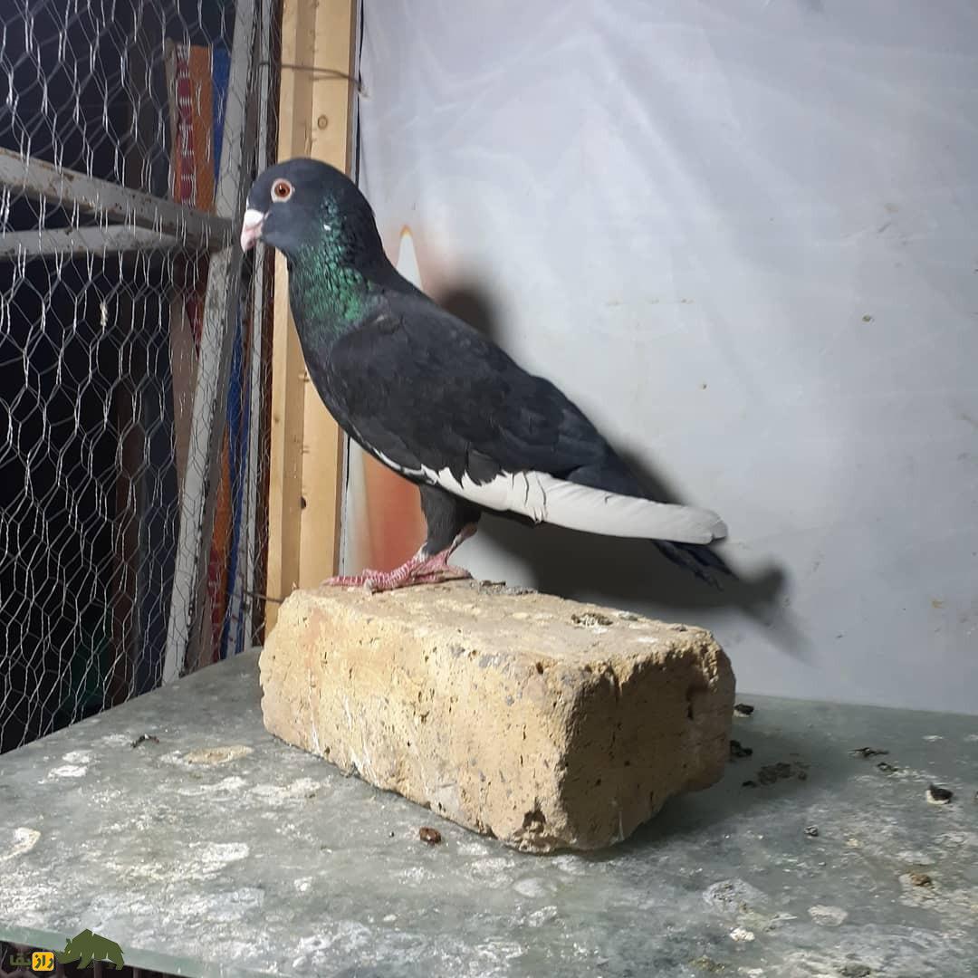 کبوتر بدرنگ