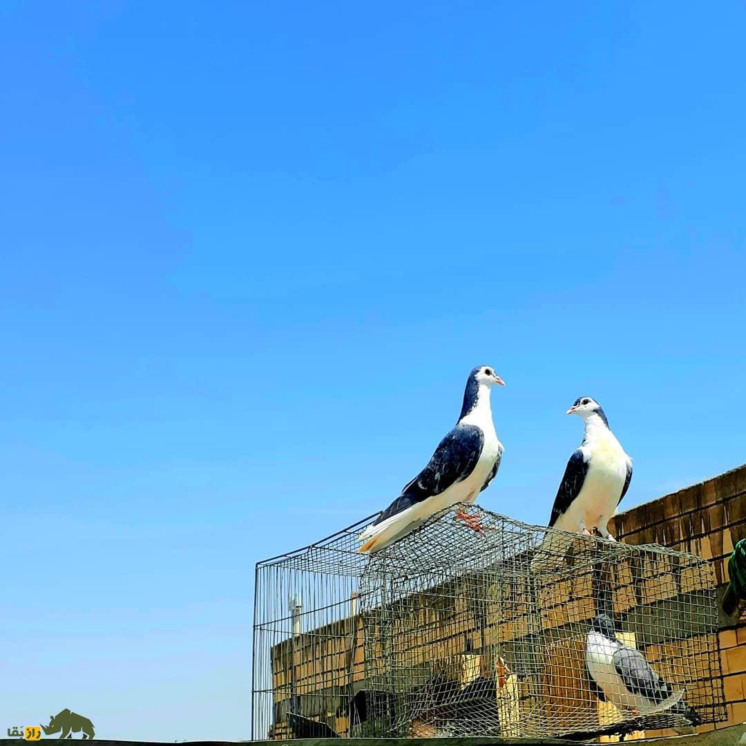 کبوتر بدرنگ