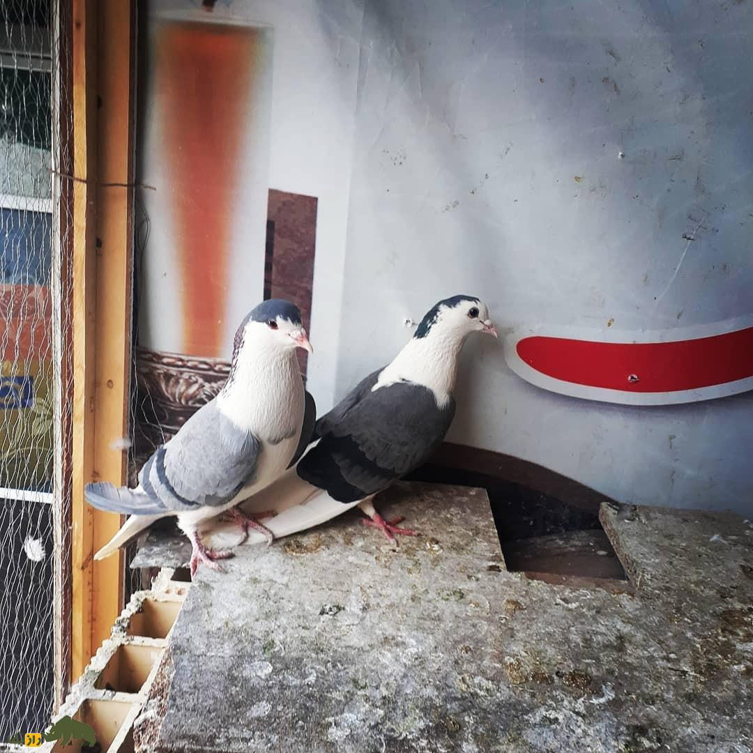 کبوتر بدرنگ