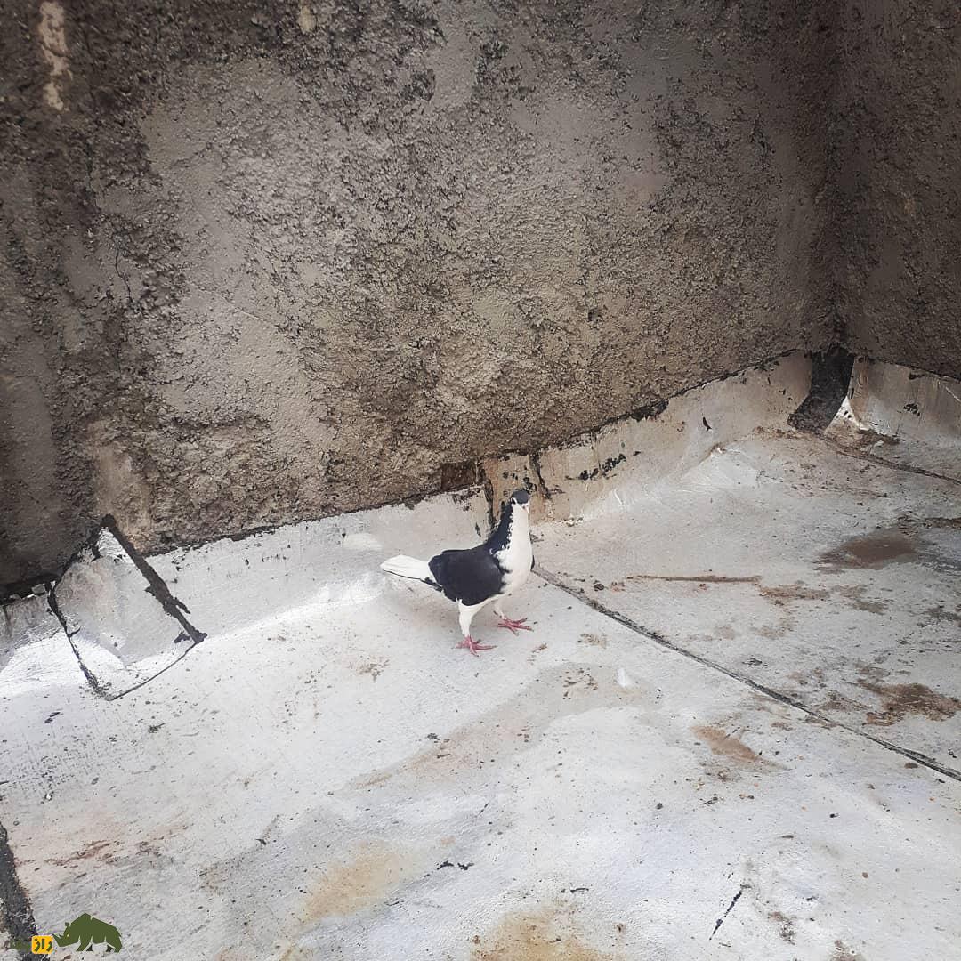 کبوتر بدرنگ