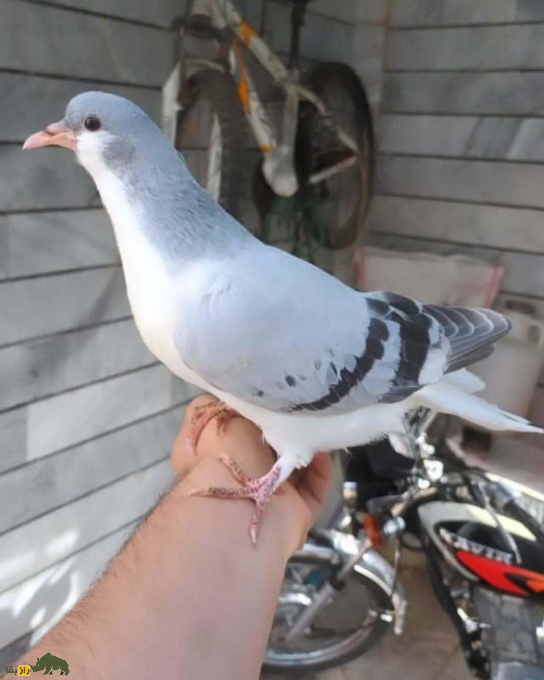 کبوتر بدرنگ