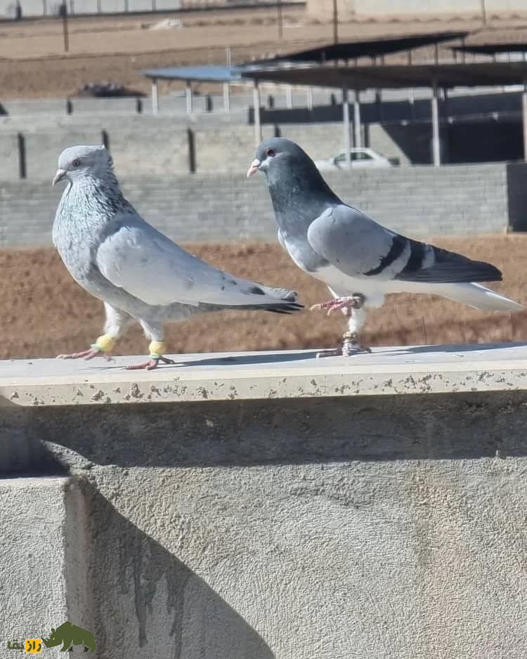 کبوتر بدرنگ