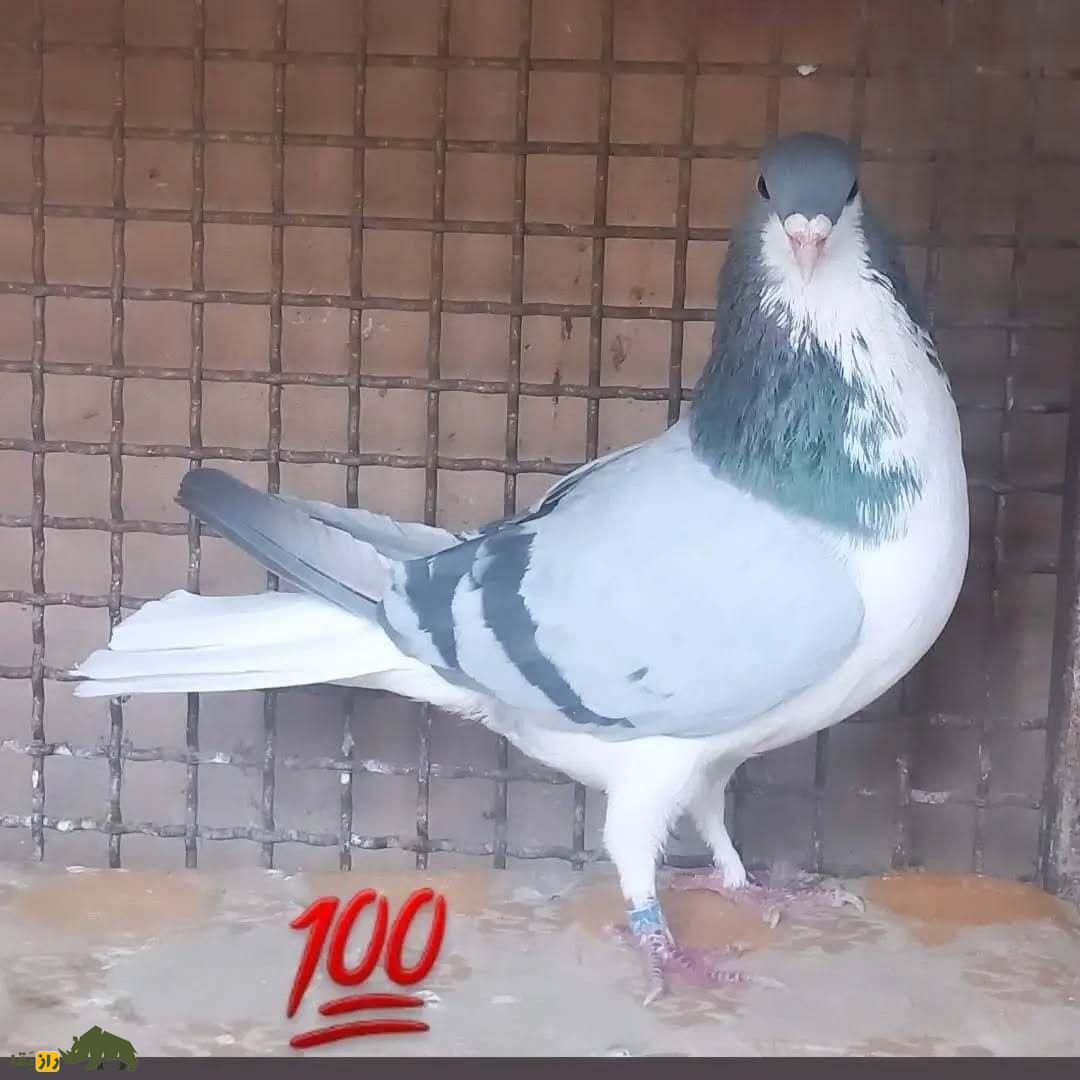 کبوتر بدرنگ