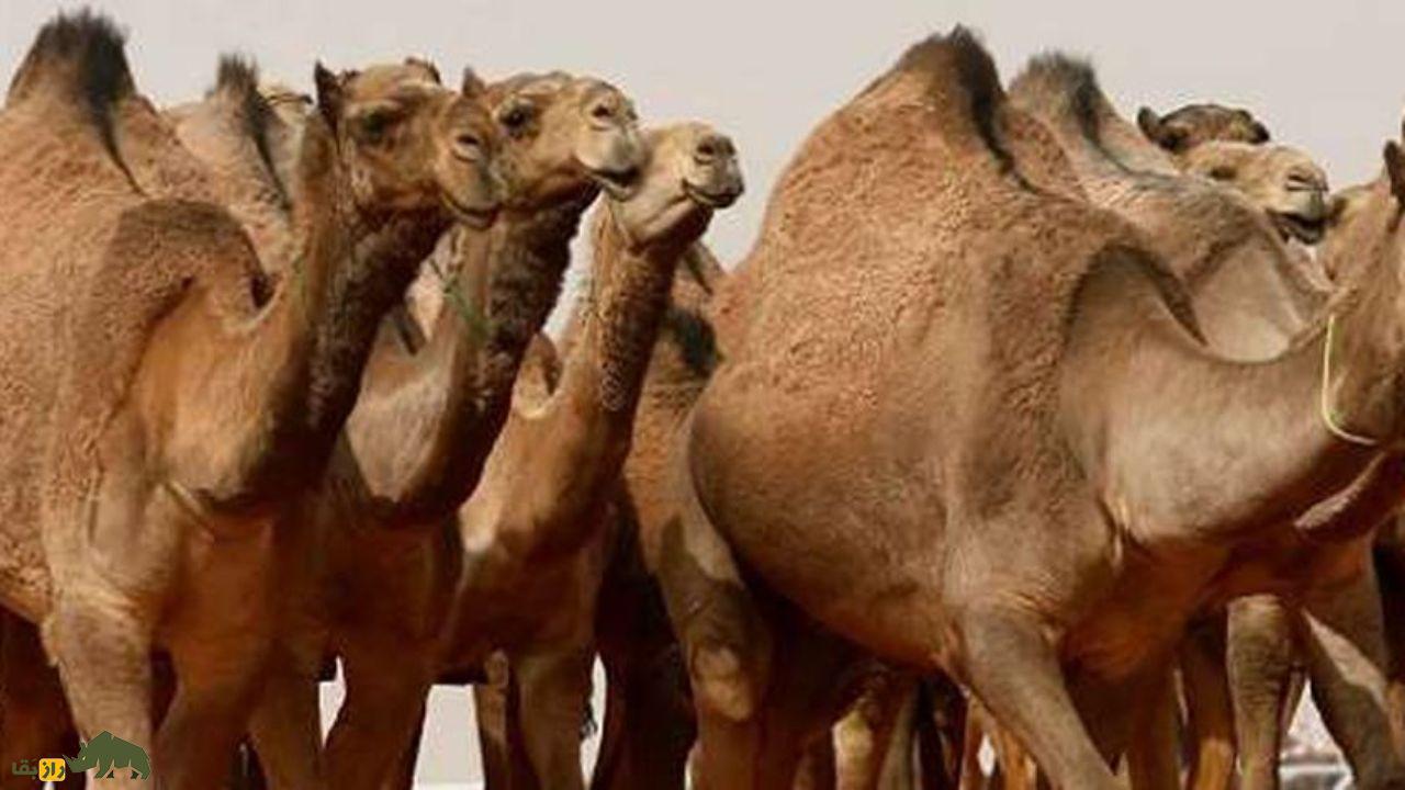 آیا واقعا «نوشیدن ادار شتر» از ریزش مو جلوگیری میکند؟ ماجرای «کافه ادار شتر» چه بود؟ آیا واقعا «نوشیدن ادار شتر» از ریزش مو جلوگیری میکند؟ ماجرای «کافه ادار شتر» چه بود؟