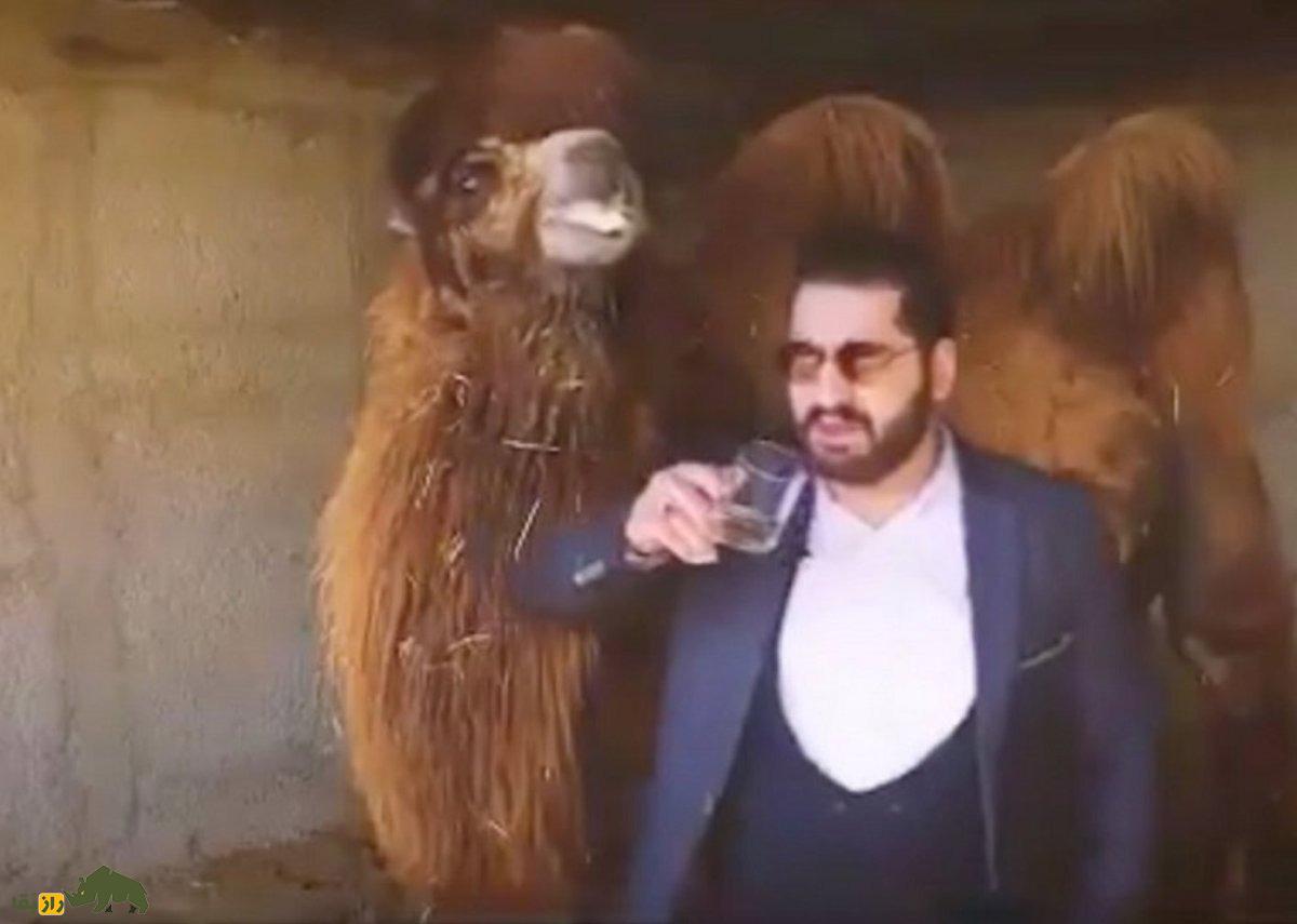 آیا واقعا «نوشیدن ادار شتر» از ریزش مو جلوگیری میکند؟ ماجرای «کافه ادار شتر» چه بود؟ آیا واقعا «نوشیدن ادار شتر» از ریزش مو جلوگیری میکند؟ ماجرای «کافه ادار شتر» چه بود؟