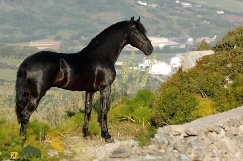 اسب بالئاریک؛ اسب اسپانیایی و باستانی که تصویرش در سکههای یونان باستان وجود دارد اسب بالئاریک