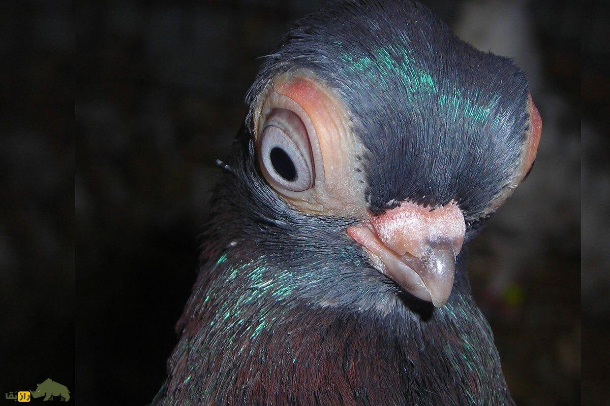 کبوتر پولتلی؛ کبوتر معروف بوداپست