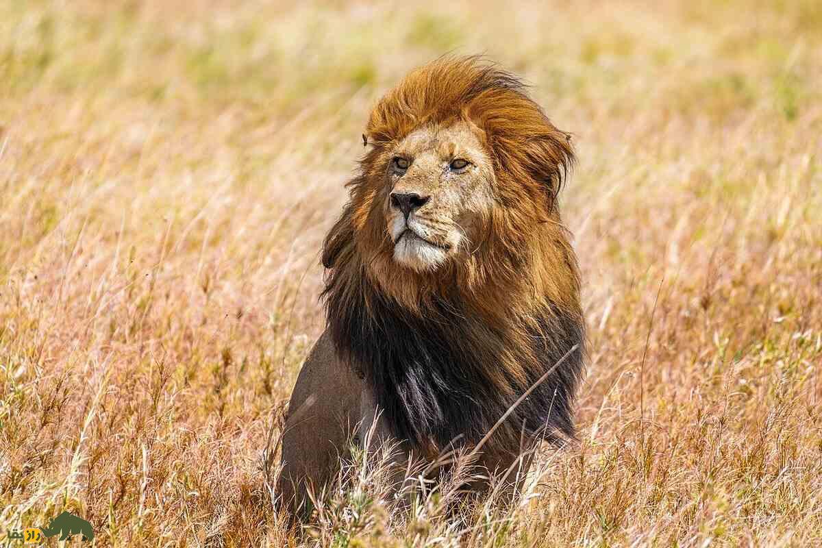 داستان شیر اسکار فیس؛ از صورت زخمی تا افسانهای در دل وحش داستان شیر اسکار فیس؛ از صورت زخمی تا افسانهای در دل وحش