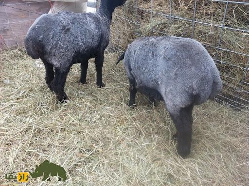 گوسفند هان؛ گوسفند معروف مغولی که وزن دُم آن ۲۵ کیلو است گوسفند هان