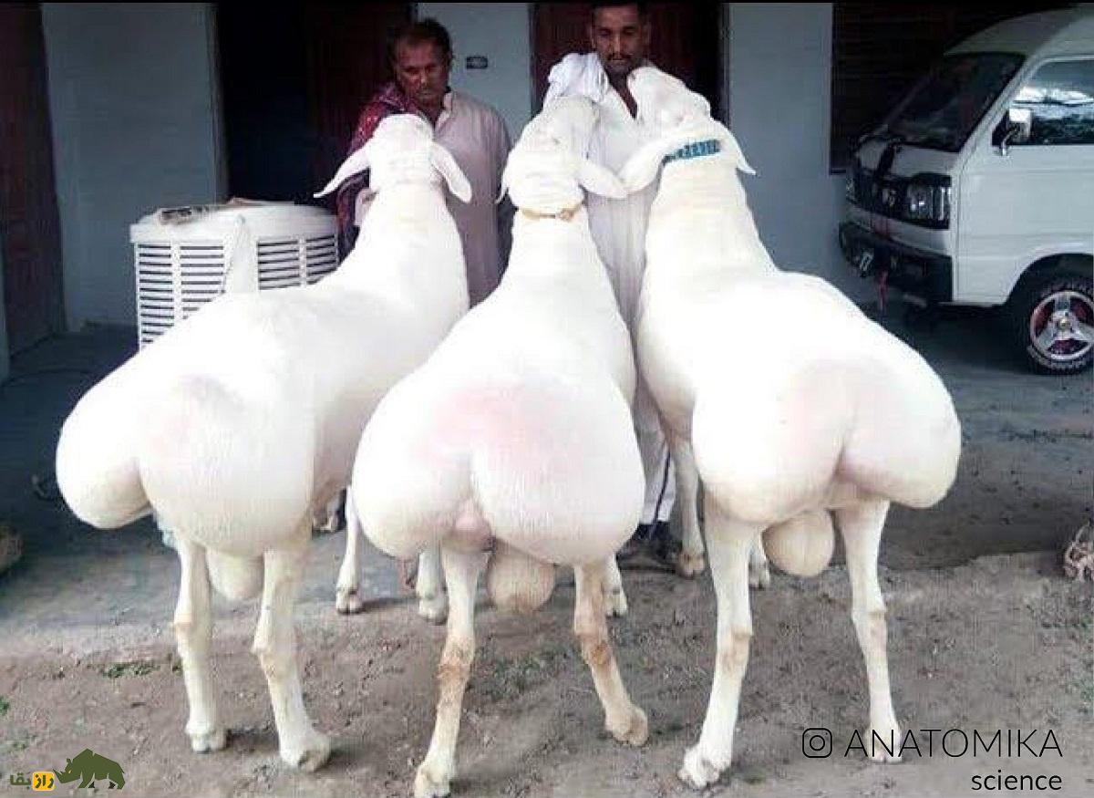 گوسفند هان؛ گوسفند معروف مغولی که وزن دُم آن ۲۵ کیلو است گوسفند هان