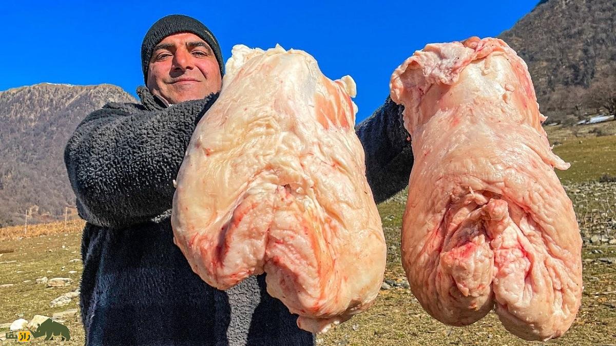 گوسفند هان؛ گوسفند معروف مغولی که وزن دُم آن ۲۵ کیلو است گوسفند هان