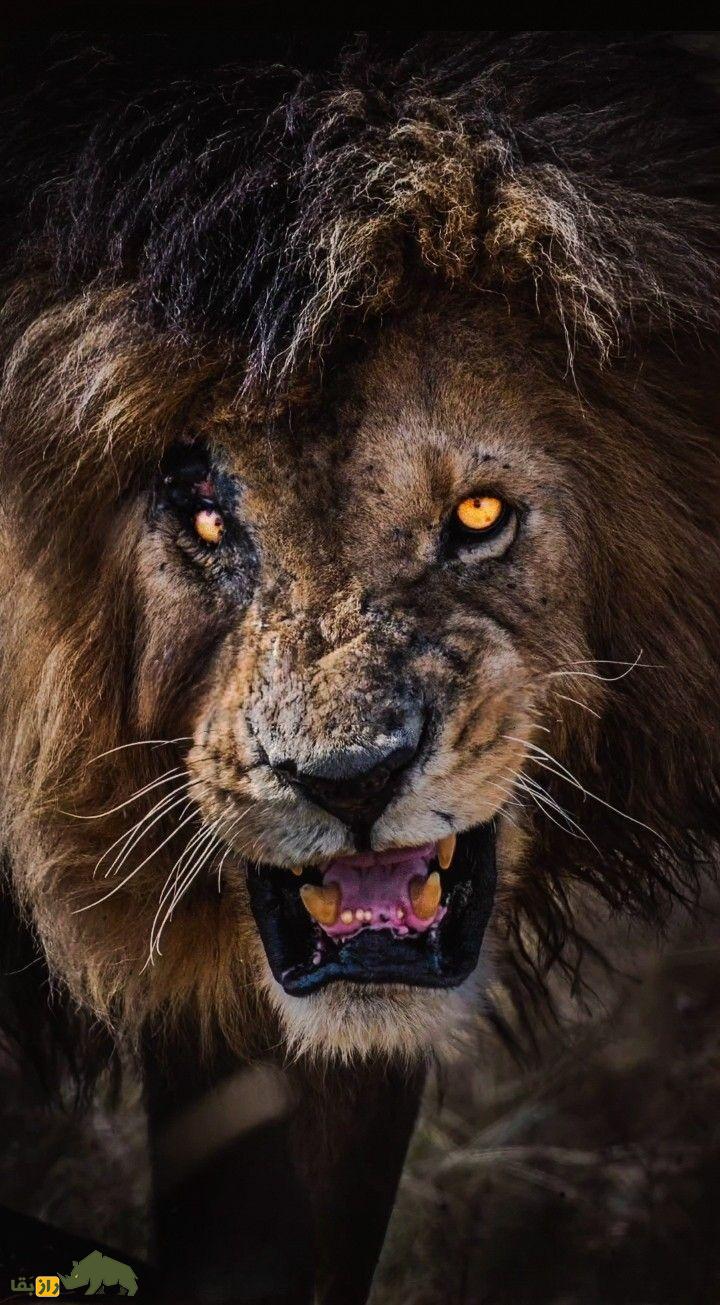 اسکار فیس؛ مشهورترین و قدرتمند شیر تاریخ که سلطان واقعی جنگل بود و چند فیلم و مستند درباره او ساخته شد اسکار فیس؛ مشهورترین و قدرتمند شیر تاریخ