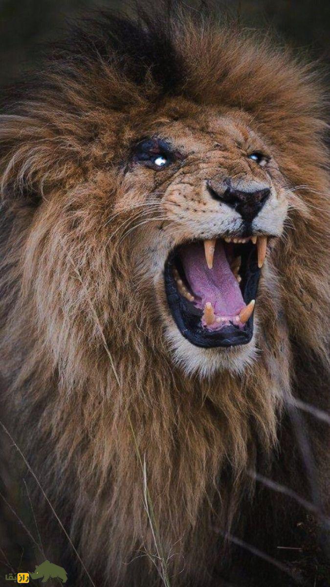 اسکار فیس؛ مشهورترین و قدرتمند شیر تاریخ که سلطان واقعی جنگل بود و چند فیلم و مستند درباره او ساخته شد اسکار فیس؛ مشهورترین و قدرتمند شیر تاریخ