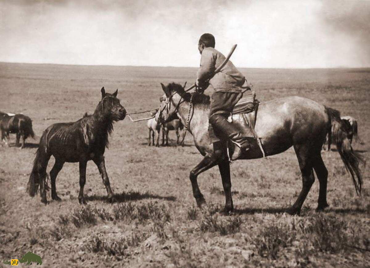 اسب کوستانای