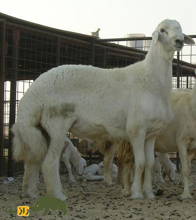 گوسفند عربی؛ گوسفند مشهور عراقی – ایرانی که بیابانهای عراق و ایران را فتح کرد گوسفند عربی