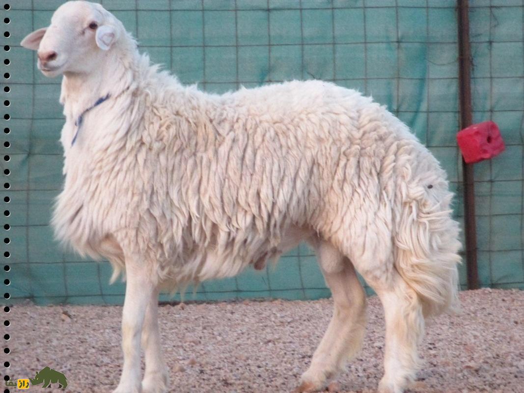 گوسفند عربی؛ گوسفند مشهور عراقی – ایرانی که بیابانهای عراق و ایران را فتح کرد گوسفند عربی