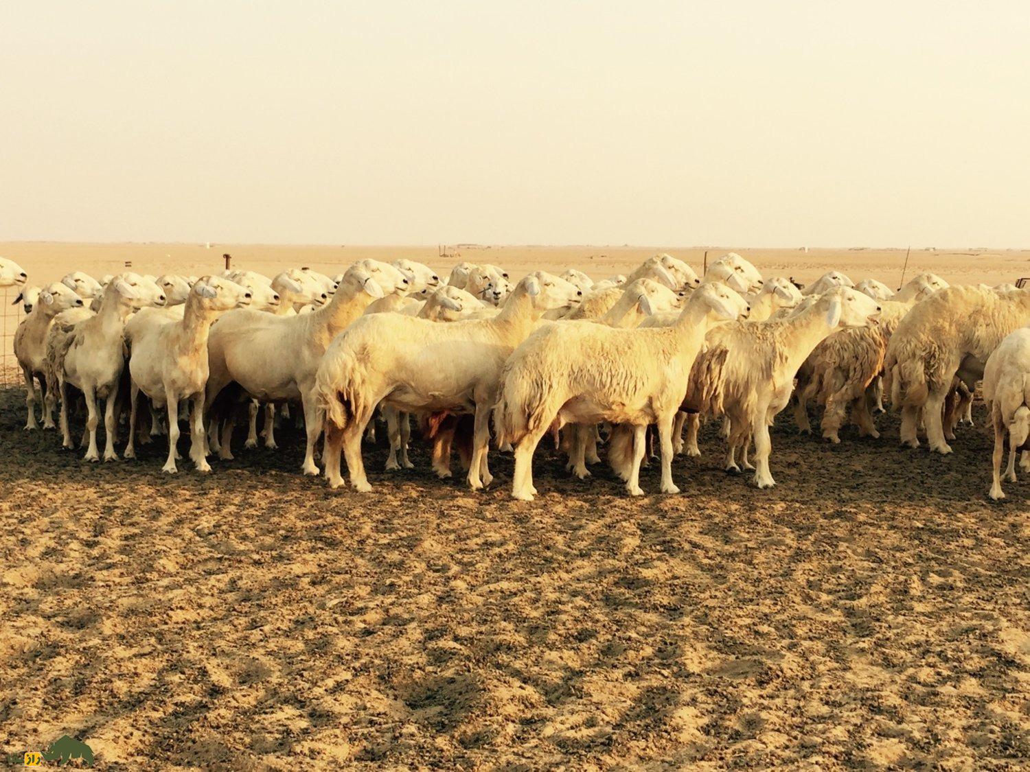گوسفند عربی؛ گوسفند مشهور عراقی – ایرانی که بیابانهای عراق و ایران را فتح کرد گوسفند عربی