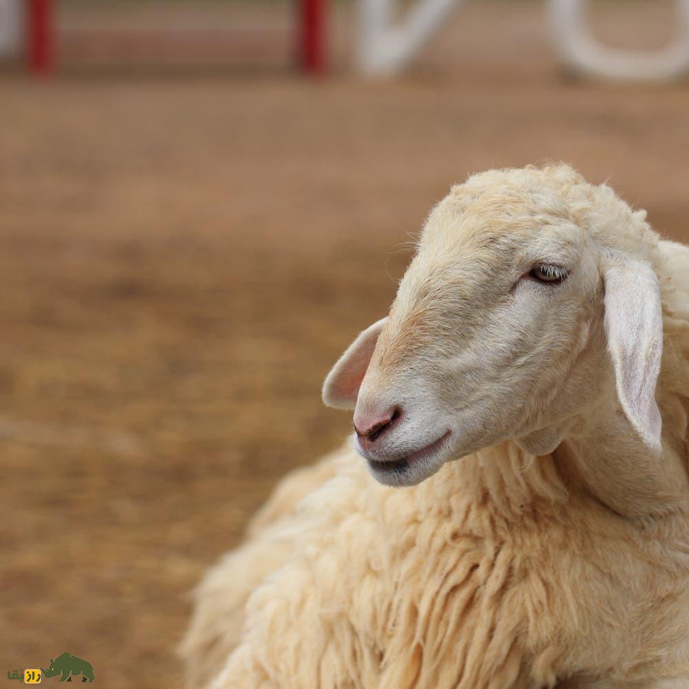 گوسفند عربی؛ گوسفند مشهور عراقی – ایرانی که بیابانهای عراق و ایران را فتح کرد گوسفند عربی