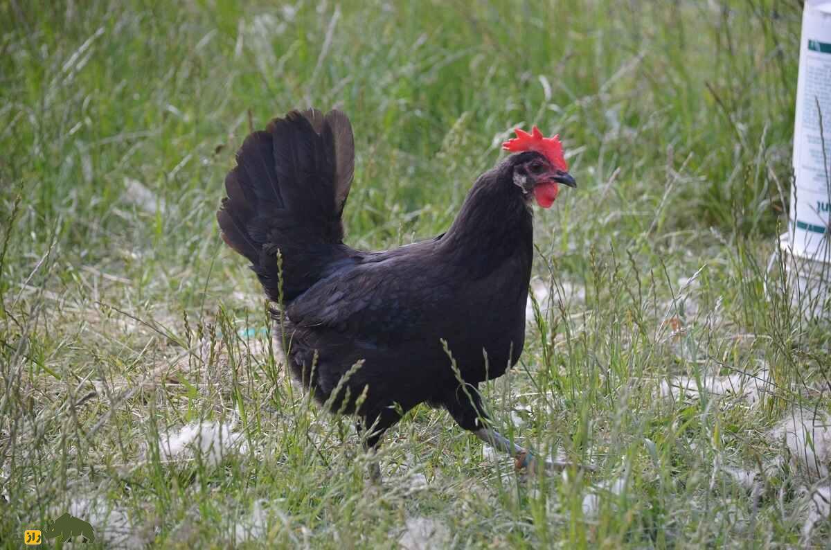 مرغ و خروس مینورکا