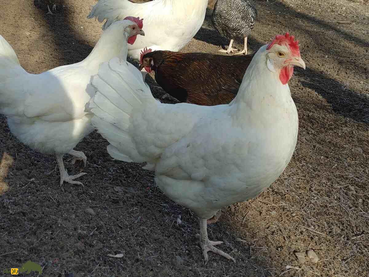 مرغ و خروس مینورکا