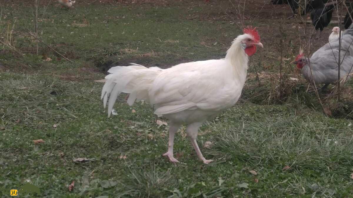 مرغ و خروس مینورکا