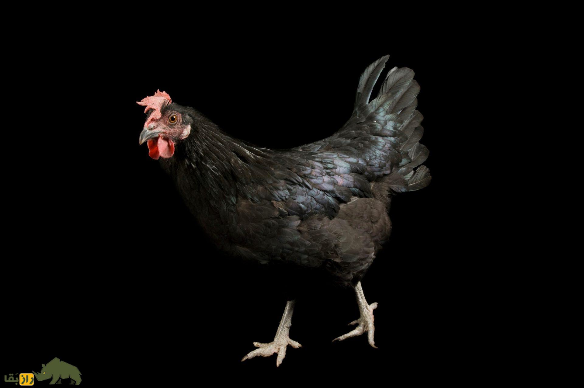 مرغ و خروس مینورکا