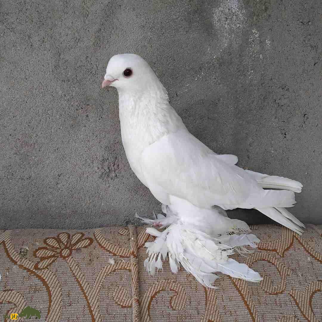 کبوتر لوتی؛ کبوتر مسافتی که تبریزیها عاشق آن هستند کبوتر لوتی؛ کبوتر مسافتی که تبریزیها عاشق آن هستند