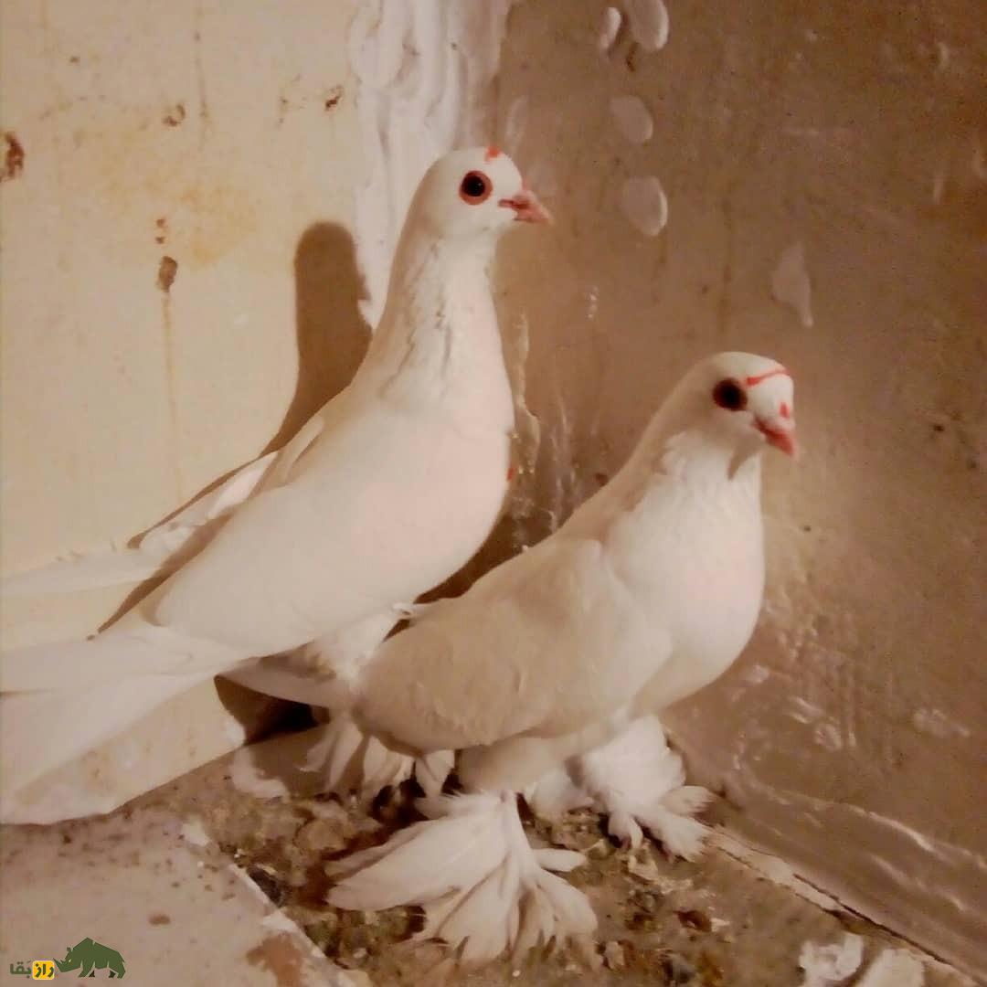 کبوتر لوتی؛ کبوتر مسافتی که تبریزیها عاشق آن هستند کبوتر لوتی؛ کبوتر مسافتی که تبریزیها عاشق آن هستند