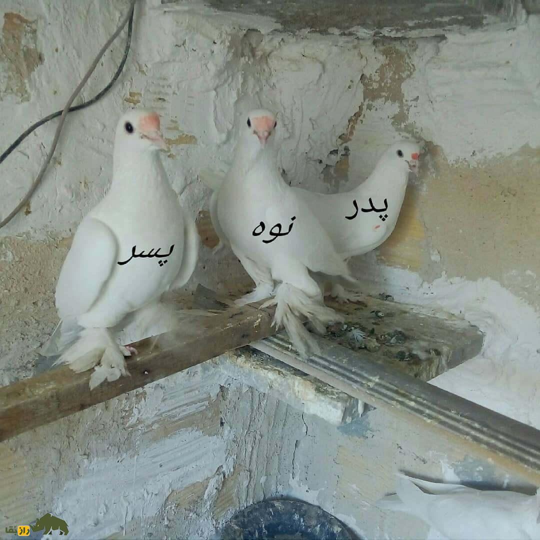 کبوتر لوتی؛ کبوتر مسافتی که تبریزیها عاشق آن هستند کبوتر لوتی؛ کبوتر مسافتی که تبریزیها عاشق آن هستند
