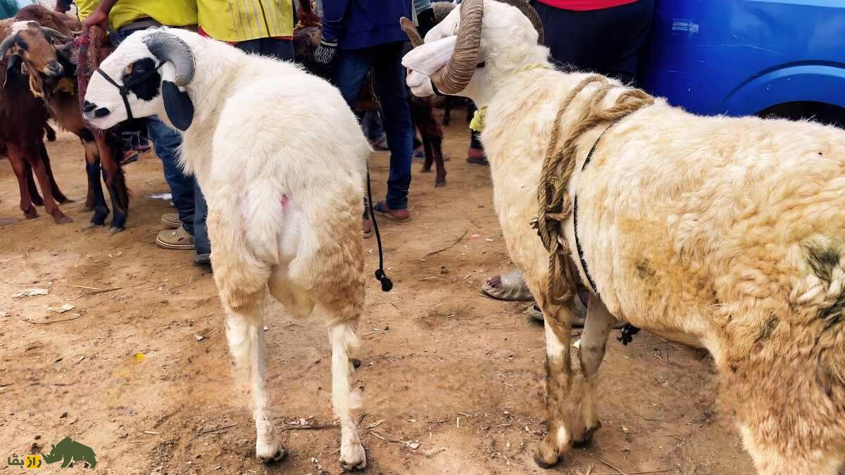 گوسفند حسن؛ گوسفند هندی با بدنی کوچک و مقاوم که روستائیان فقیر را از گرسنگی نجات داد