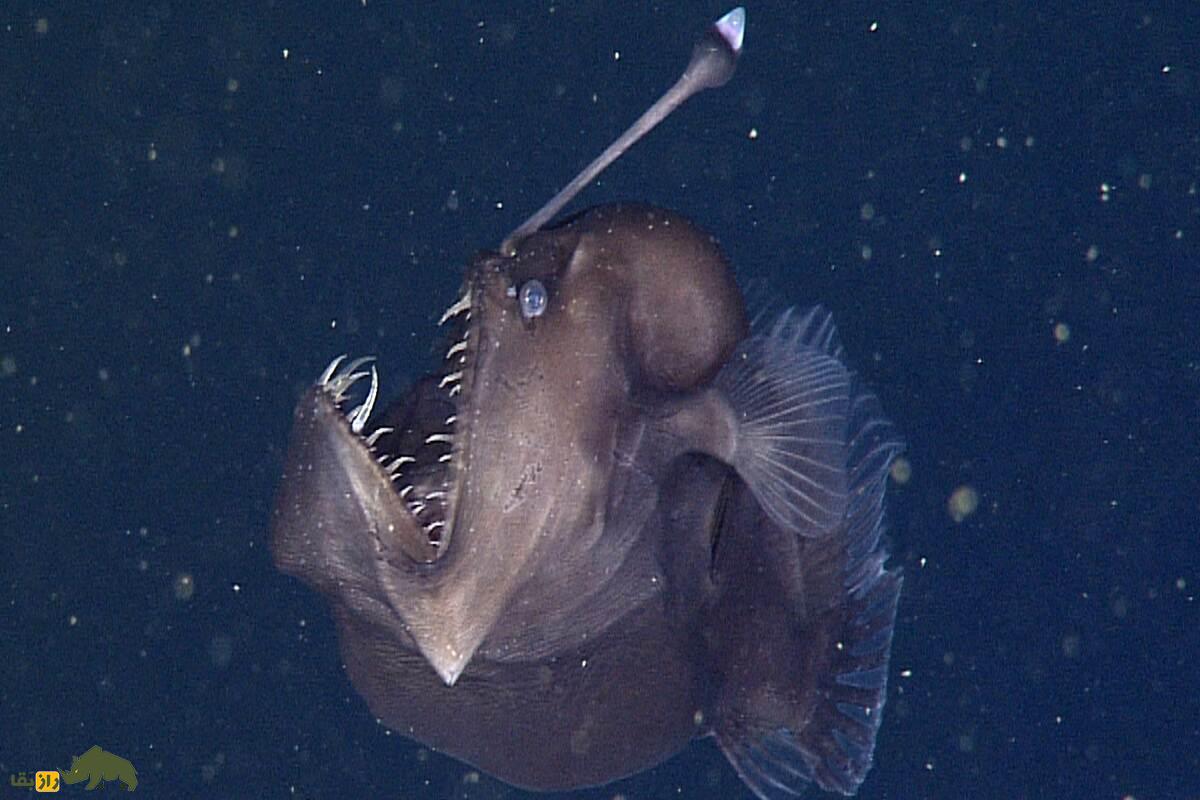 کشف نادر قلابچه‌ماهی گوژپشت در نزدیکی سطح آب در جزایر قناری