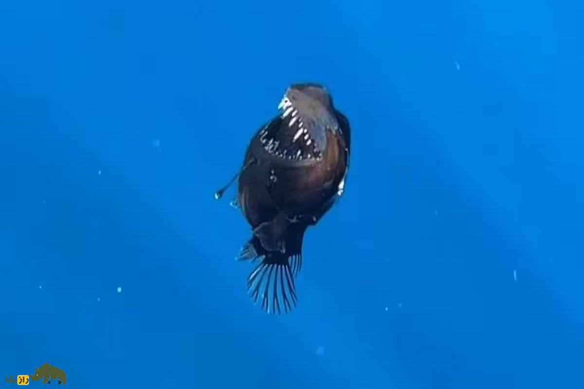 کشف نادر قلابچه‌ماهی گوژپشت در نزدیکی سطح آب در جزایر قناری